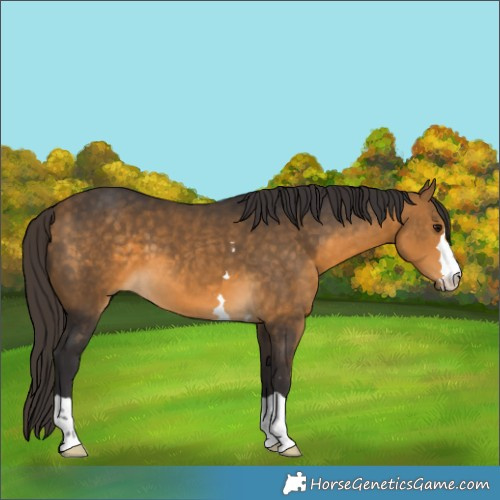 Horse Color:Buckskin 