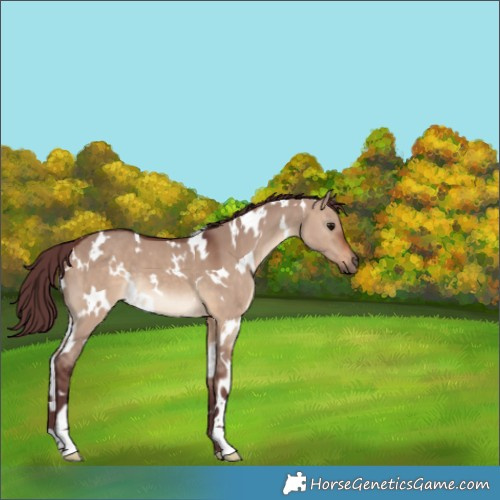 Horse Color:White Spotted Chocolate Brown Dun 