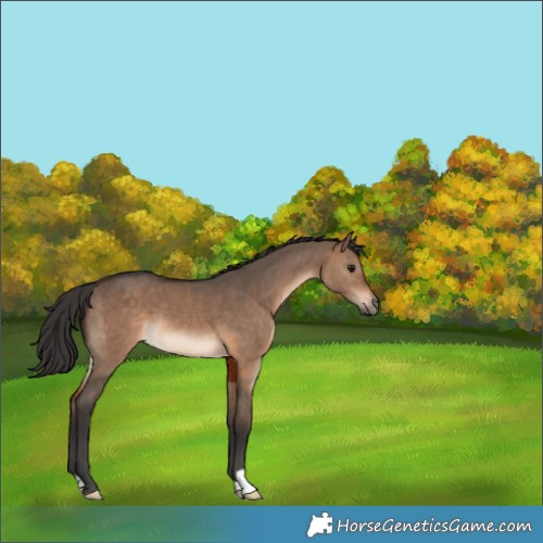 Horse Color:Brown Dun 
