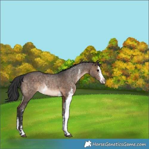 Horse Color:Brown Dun Sabino Rabicano 