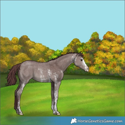 Horse Color:Chocolate Grullo Sabino 
