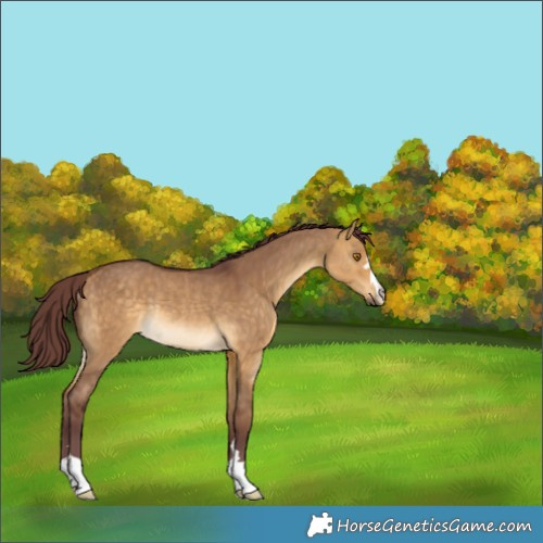 Horse Color:Chocolate Buckskin Dun Rabicano 