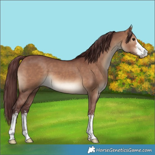 Horse Color:White Spotted Chocolate Brown Dun 