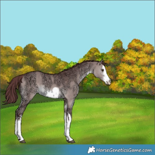 Horse Color:Platinum White Spotted Chocolate Brown Ice Dun 