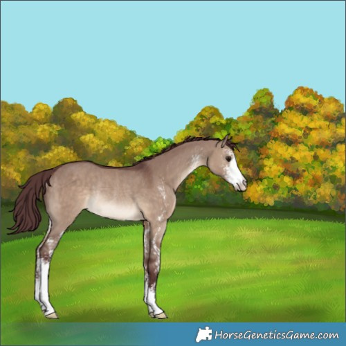 Horse Color:Chocolate Brown Dun Sabino Rabicano 