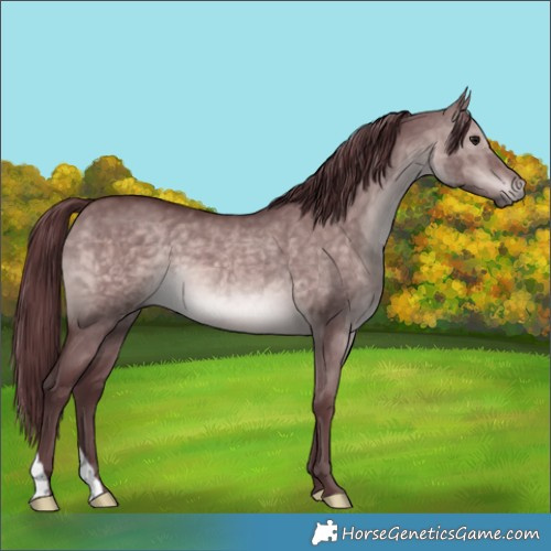 Horse Color:Platinum Chocolate Brown Dun 