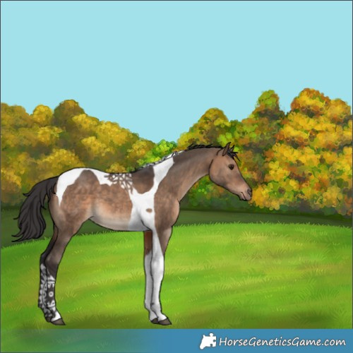 Horse Color:Brown Dun Tobiano 