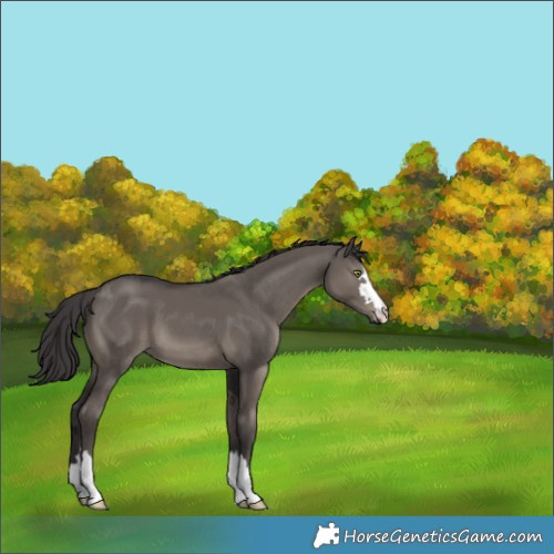 Horse Color:Smoky Grullo 