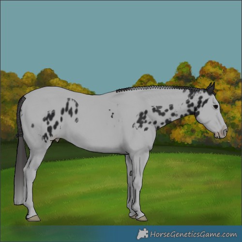 Horse Color:Black Splash Tobiano Appaloosa 