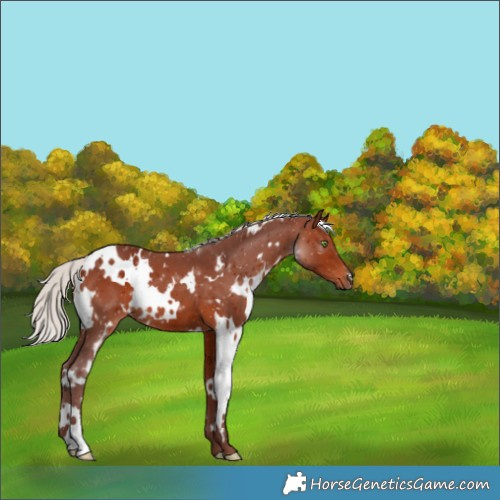 Horse Color:White Spotted Chocolate Silver Brown 