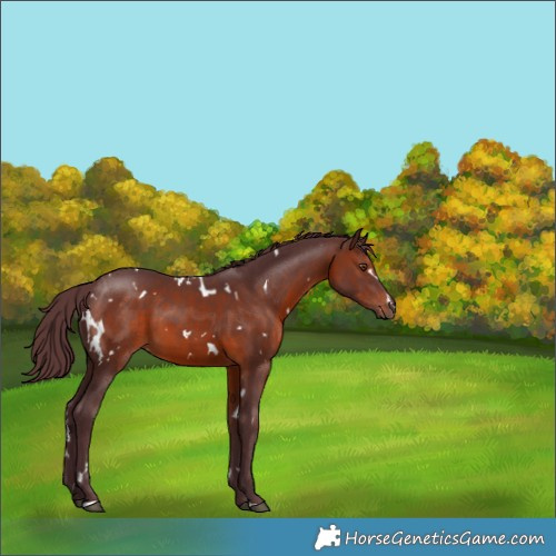 Horse Color:White Spotted Chocolate Brown