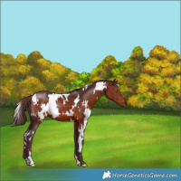 Horse Color:White Spotted Chocolate Brown 