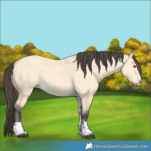Horse Color:Buckskin Dun
