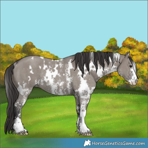 Horse Color:White Spotted Smoky Grullo Sabino Rabicano