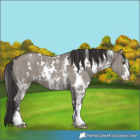Horse Color:White Spotted Smoky Grullo Sabino Rabicano