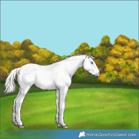 Horse Color:Smoky Creme Dun Sabino