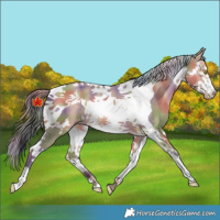 Horse Color:Nacre Amber Champagne Splash Tobiano 