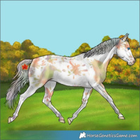 Horse Color:Nacre Gold Cream Champagne Splash Tobiano Rabicano 
