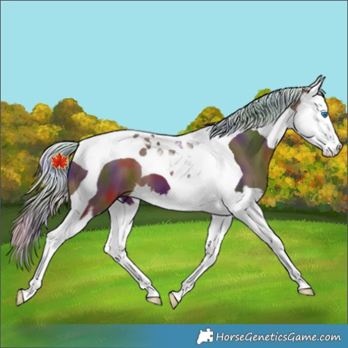 Horse Color:Nacre Silver Brown Splash Tobiano