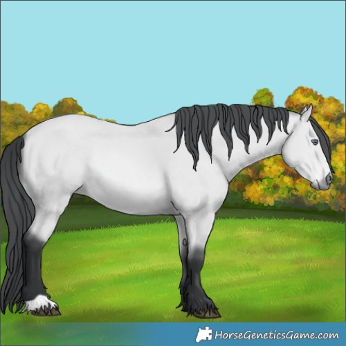 Horse Color:Bay Chinchilla 