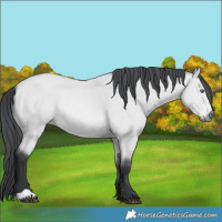 Horse Color:Bay Chinchilla 