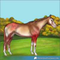 Horse Color:Gray Gold Champagne Onyx 