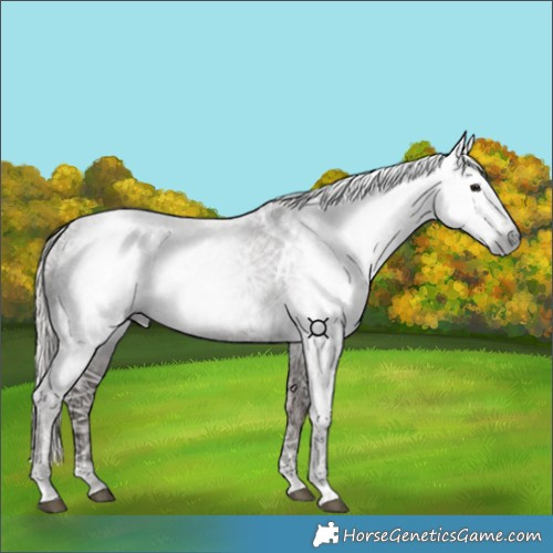 Horse Color:Gray Silver Black Ice 