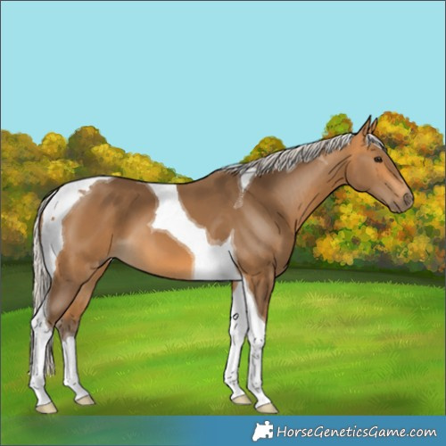 Horse Color:Silver Buckskin Tobiano 