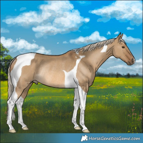 Horse Color:Chocolate Palomino Dun Tobiano Rabicano