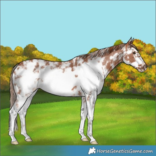 Horse Color:Chestnut Sabino Frame Rabicano 