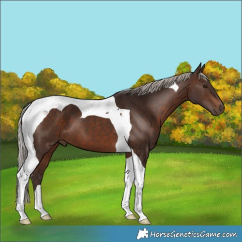 Horse Color:Silver Brown Tobiano
