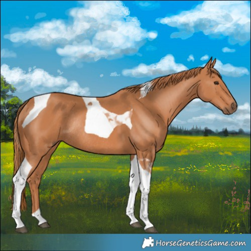 Horse Color:Chestnut Tobiano Rabicano 