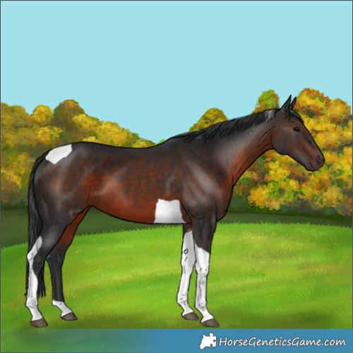 Horse Color:Brown Tobiano
