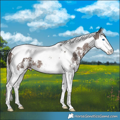 Horse Color:Silver Brown Sabino Splash Tobiano 