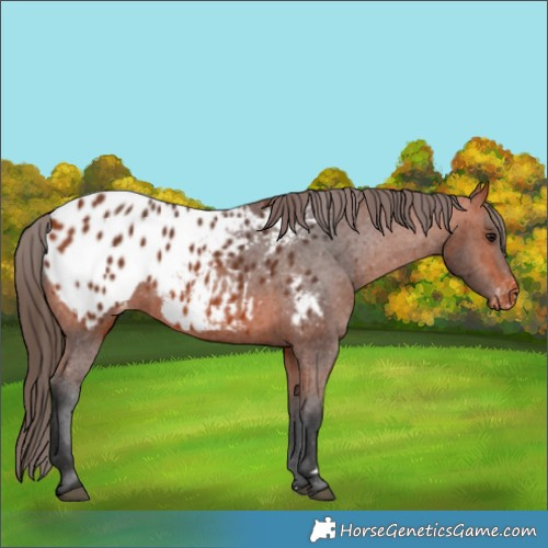 Horse Color:Bay Appaloosa 