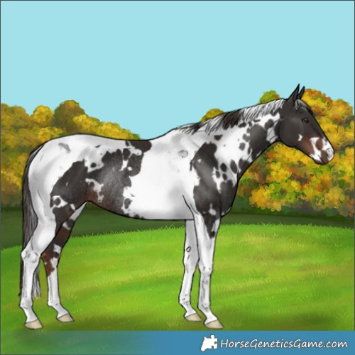 Horse Color:White Spotted Liver Chestnut Tobiano Rabicano 