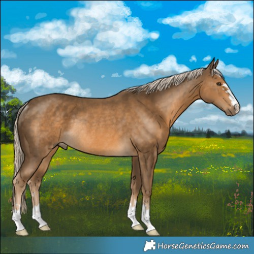 Horse Color:Chocolate Palomino Rabicano 