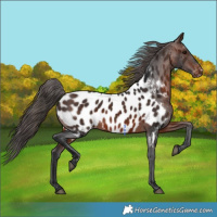 Horse Color:Brown Appaloosa