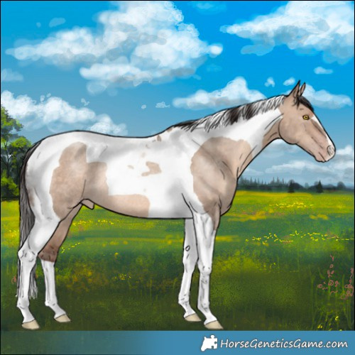 Horse Color:Sable Champagne Dun Tobiano Rabicano