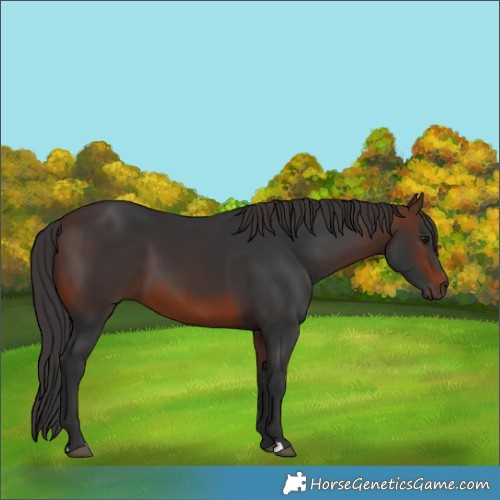 Horse Color:Brown 