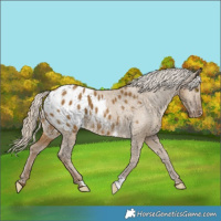 Horse Color:Chocolate Palomino Dun Appaloosa 