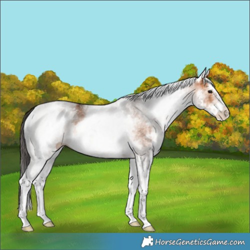 Horse Color:White Spotted Bay 