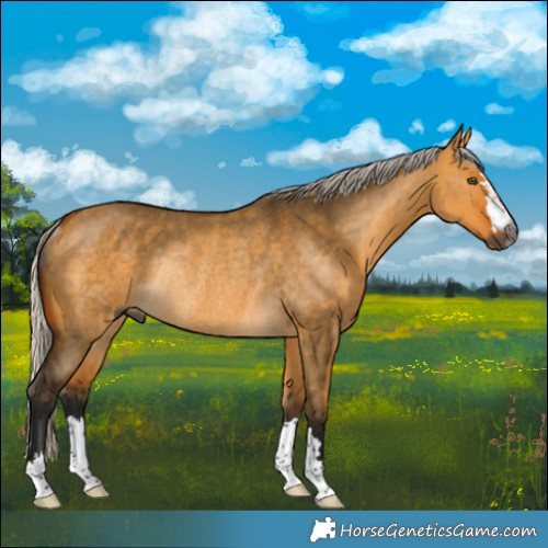 Horse Color:Gray Silver Buckskin Dun Rabicano 