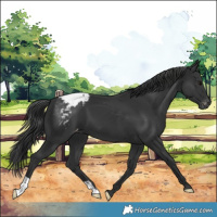 Horse Color:Black Appaloosa 