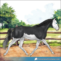 Horse Color:Black Splash 