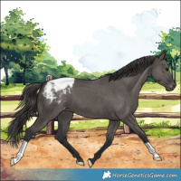 Horse Color:Grullo Appaloosa Brindle 