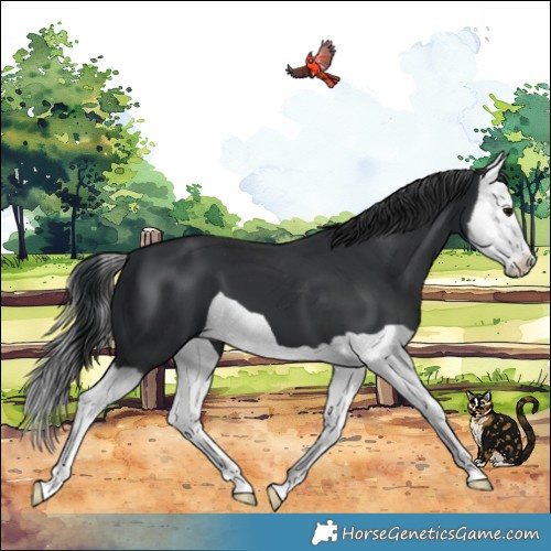 Horse Color:Black Splash 