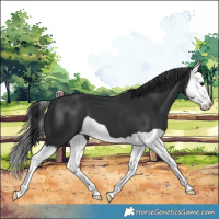 Horse Color:Black Splash 