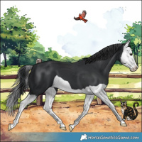 Horse Color:Black Splash