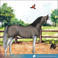 Horse Color:Grullo Splash 